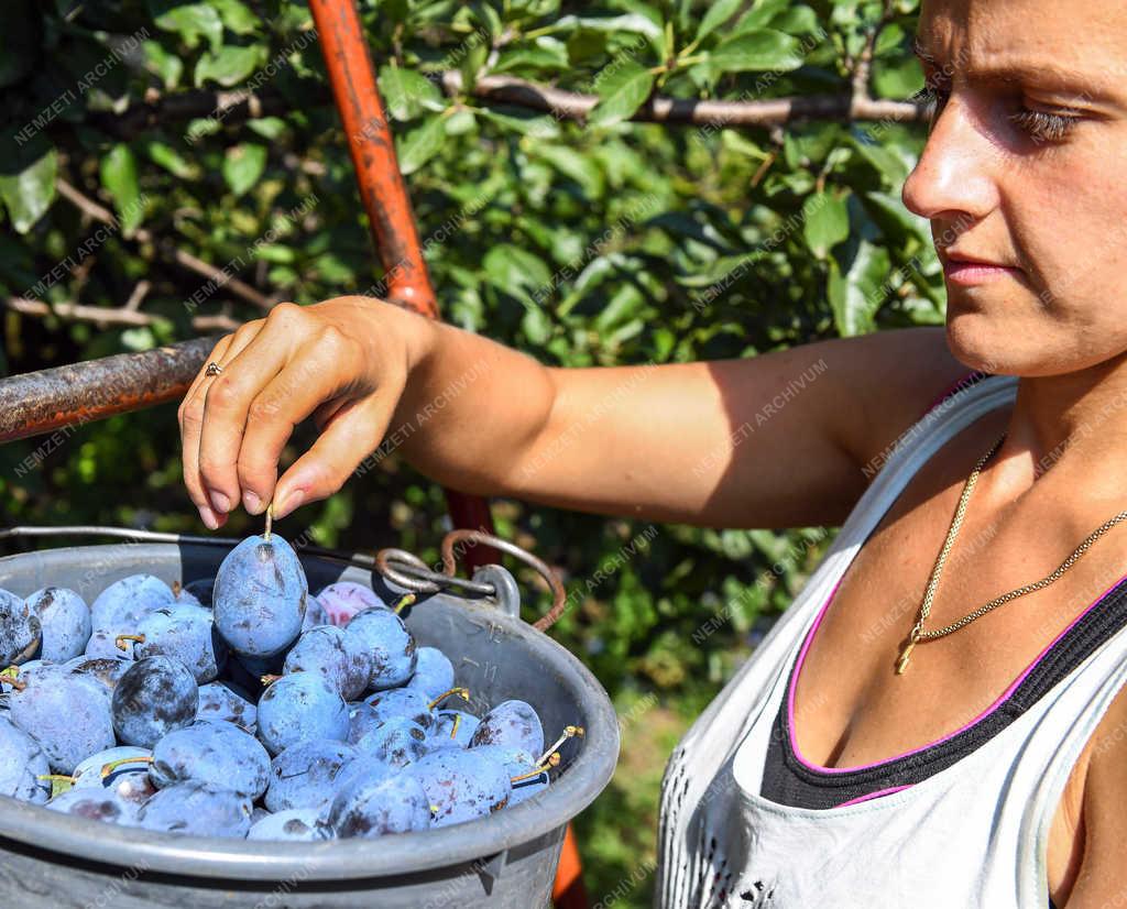 Gyümölcstermesztés - Debrecen - Szilva szüret