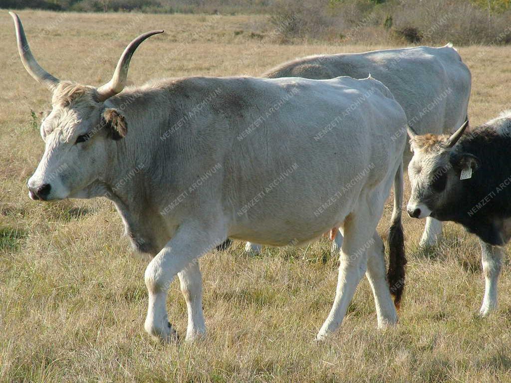 Állattenyésztés - Bugacpuszta - Szürkemarhák