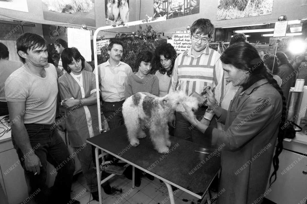 Oktatás - Szakmai képzés - Kutyakozmetikus tanfolyam