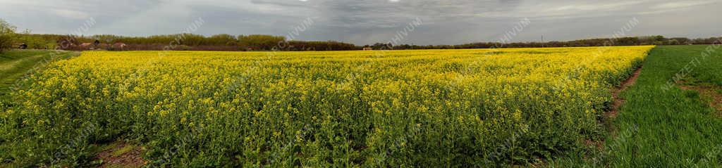 Mezőgazdaság - Egyek - Virágzó repce ültetvény