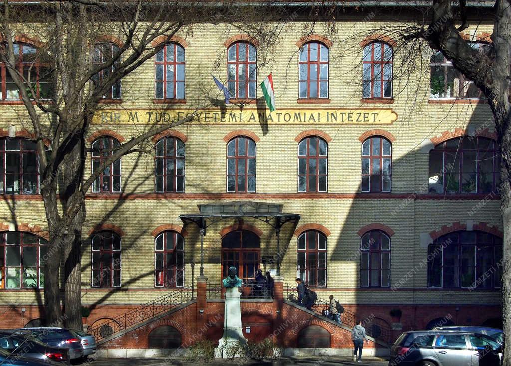 Felsőoktatás - Budapest - Anatómiai, szövet- és fejlődéstani intézet