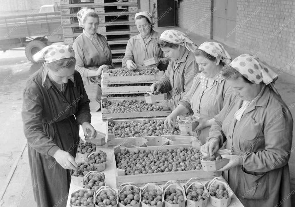 Mezőgazdság - Földiepret csomagolnak az Aranykalász tsz-ben