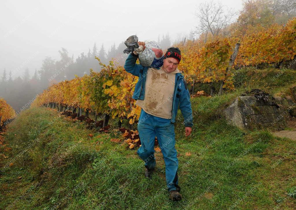 Borászat - Tokaj - A Paulay Borház szőlőültetvénye