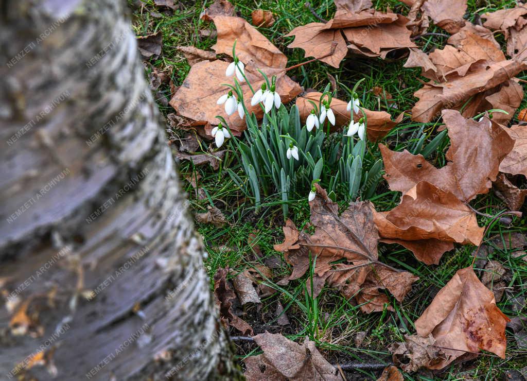 Természet - Debrecen - Kinyílt a hóvirág