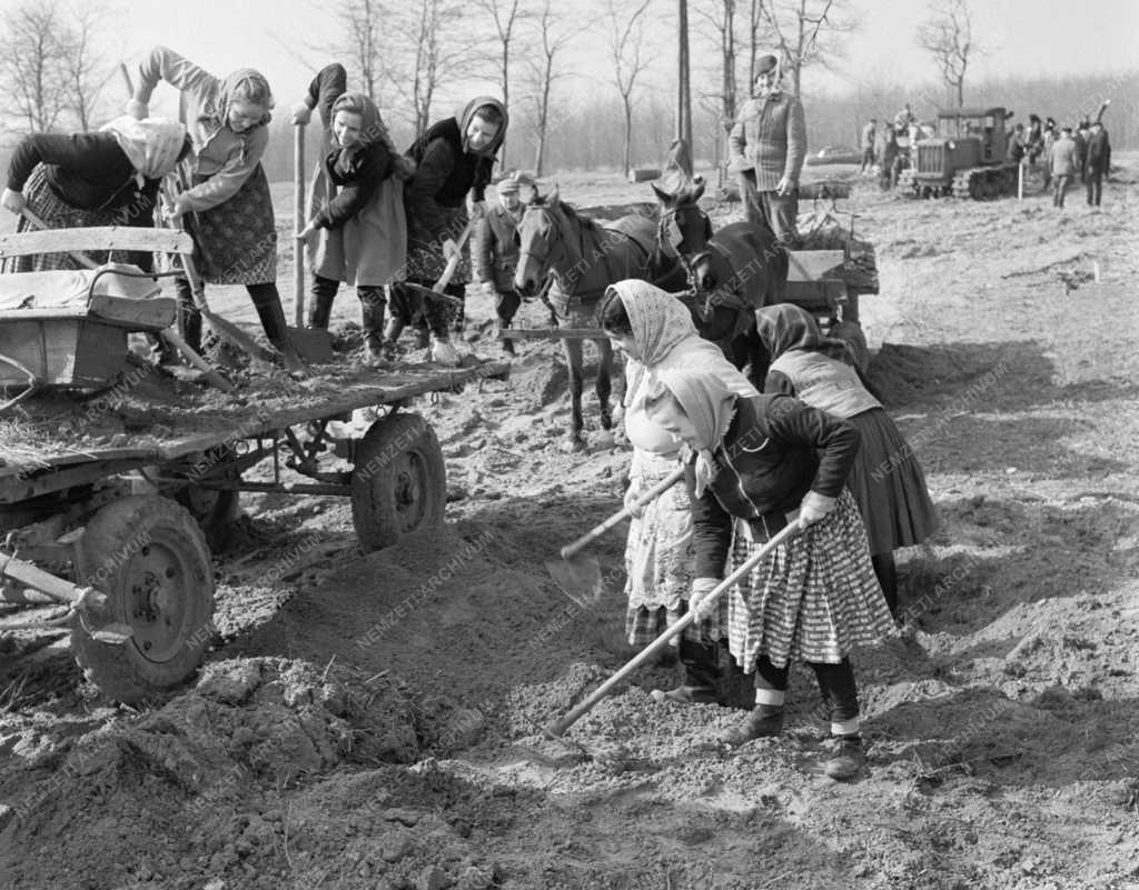 Mezőgazdaság - Felszabadulási munkaverseny a dányi Magvető Termelőszövetkezetben