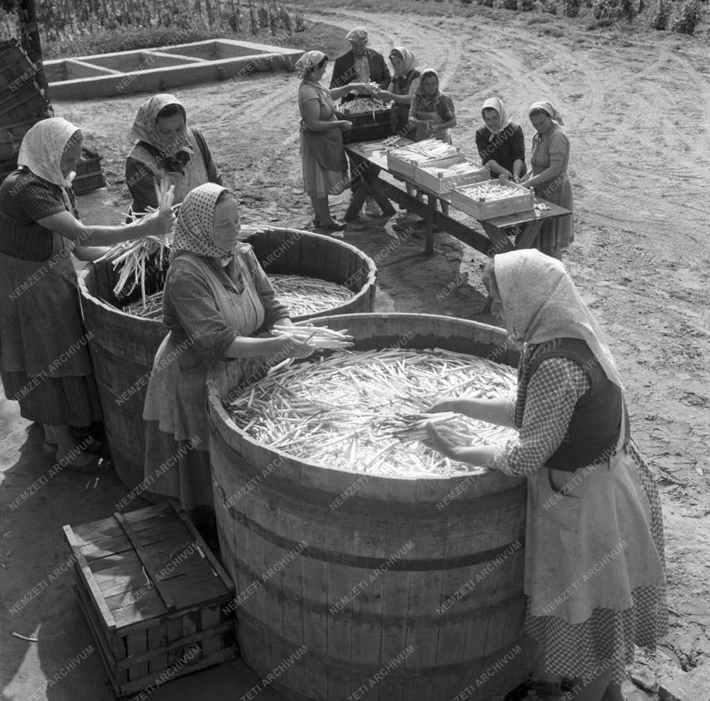 Mezőgazdaság - Inárcsi Március 21. Termelőszövetkezet