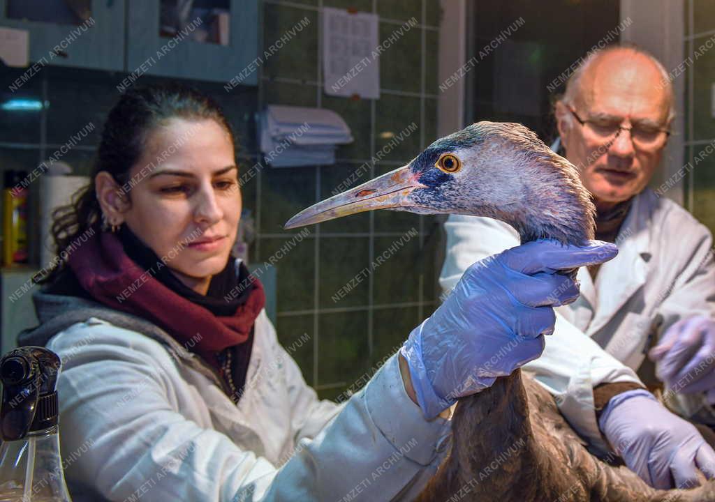 Állatvédelem - Ünnepi ügyelet a Hortobágyi Madárkórházban