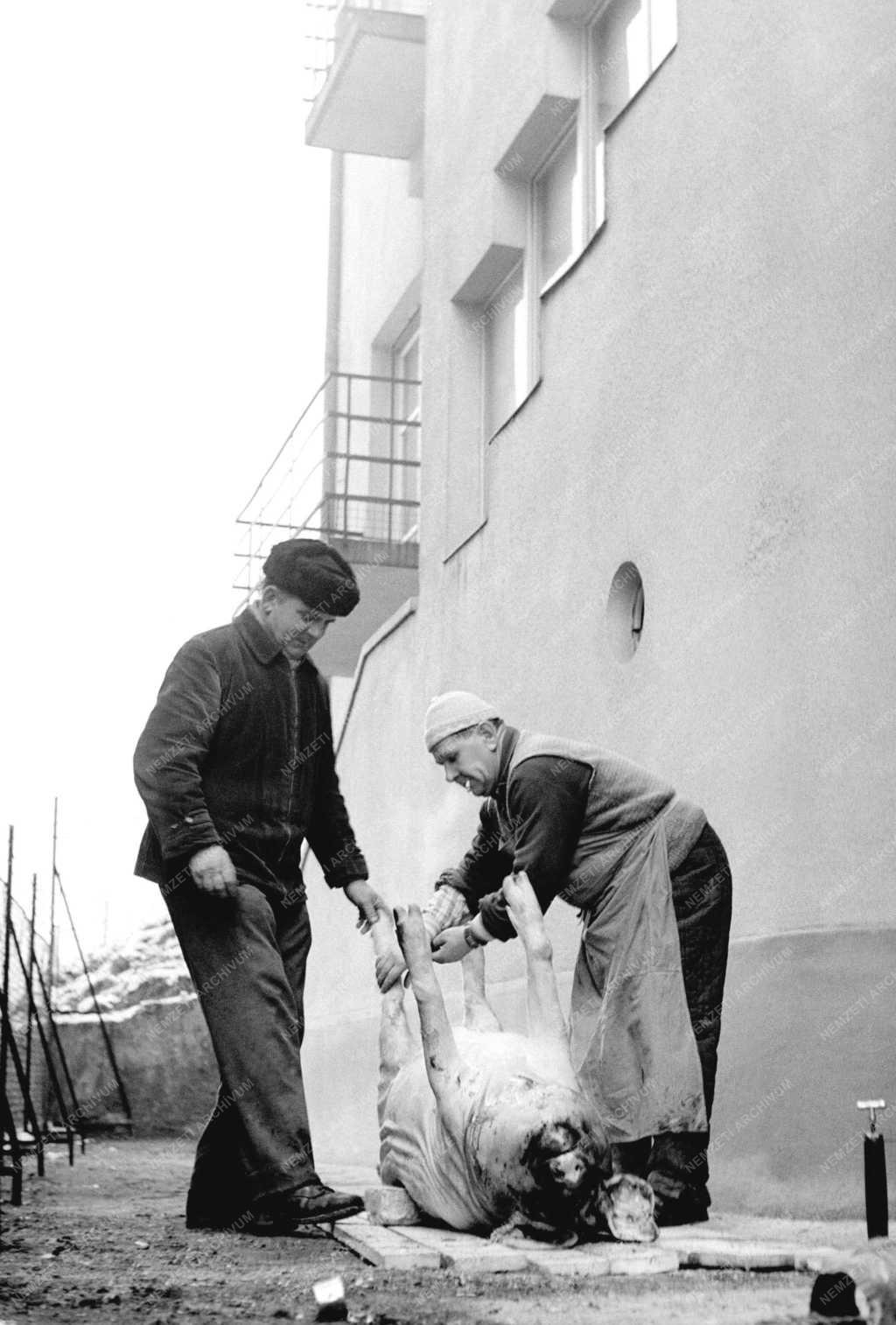 Életkép - Disznóölés Pesten