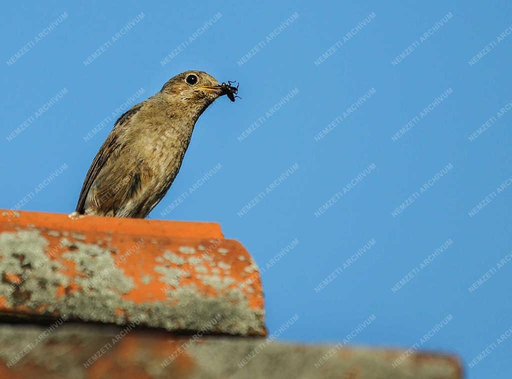 Természet - Nyíregyháza - Házi rozsdafarkú.