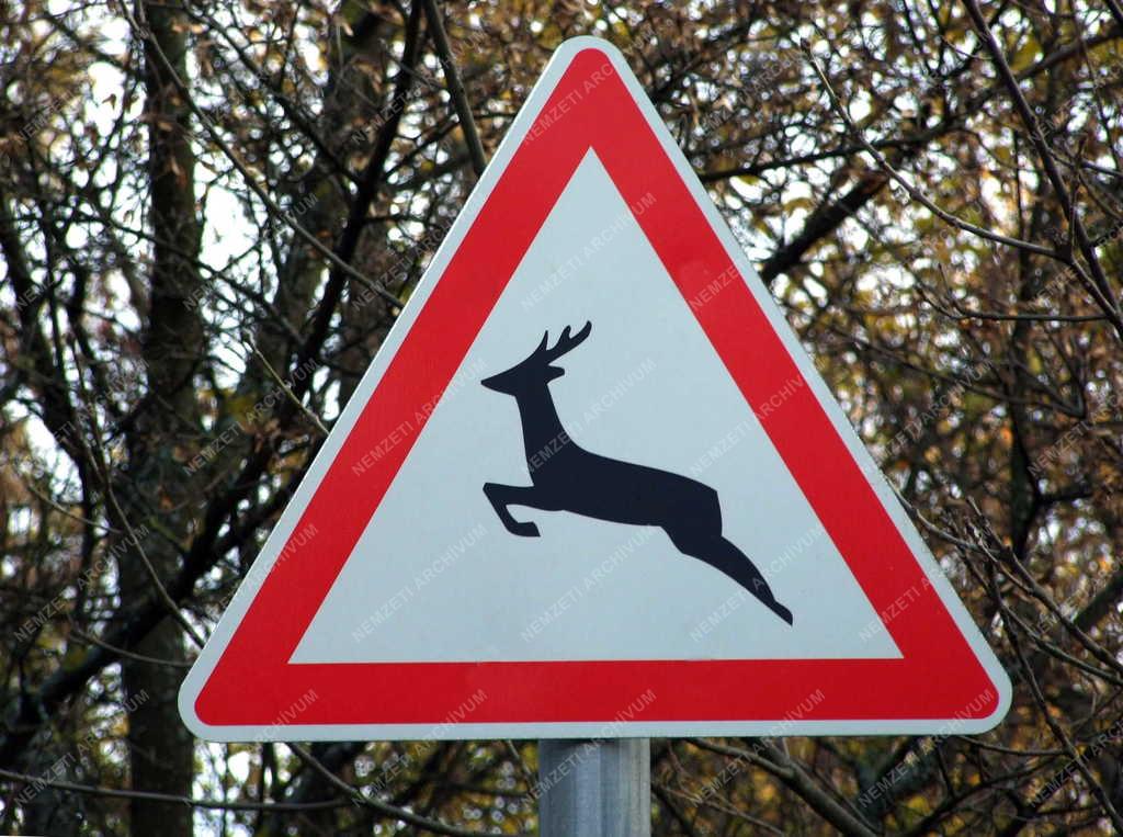 Közlekedés - Közúti jelzőtábla - Vadveszély
