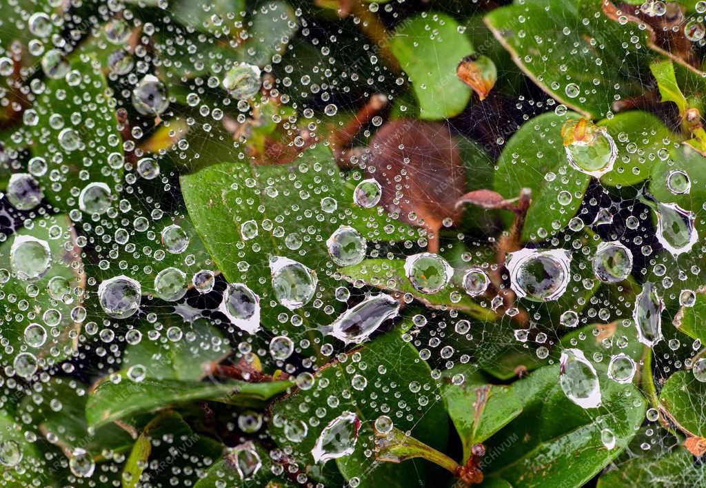 Természet - Őszi hangulat