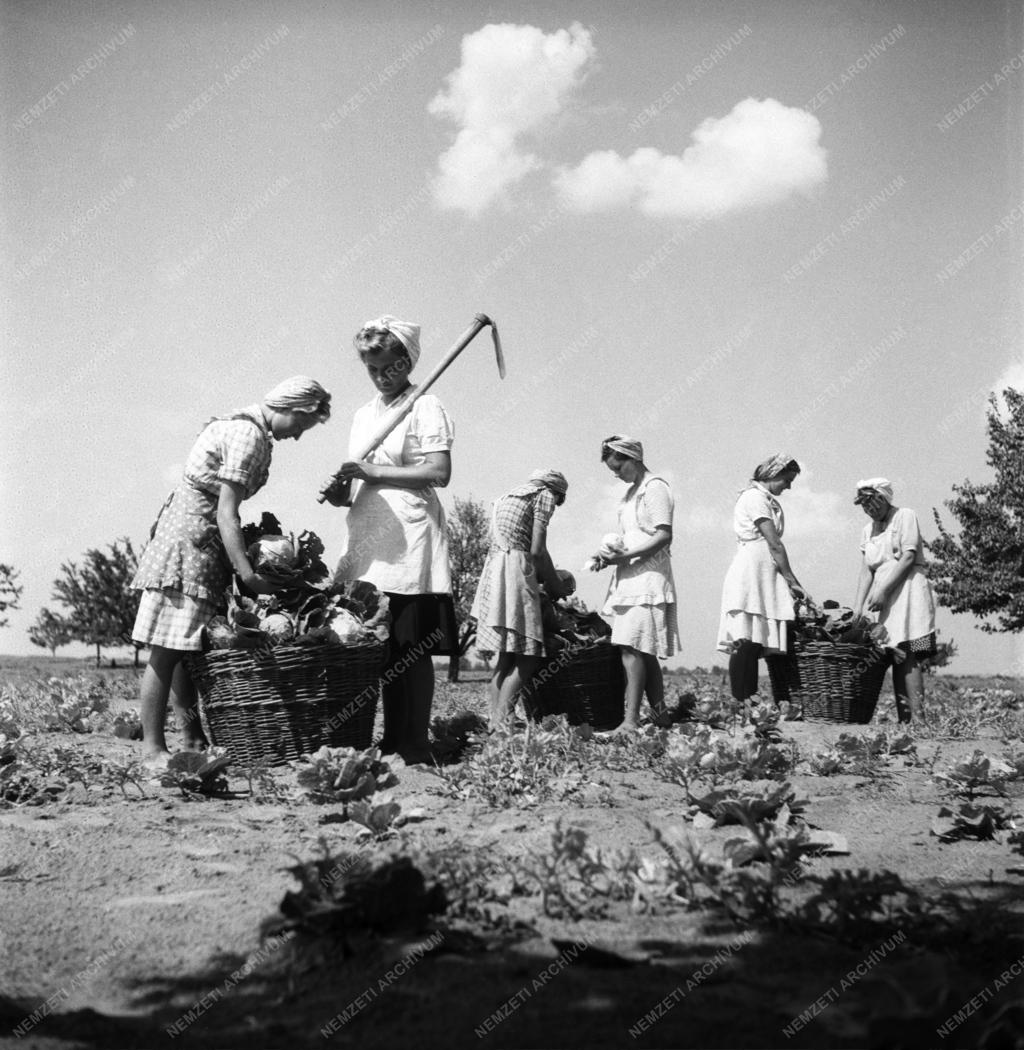 Mezőgazdaság - Földműves-szövetkezet a Balatonnál