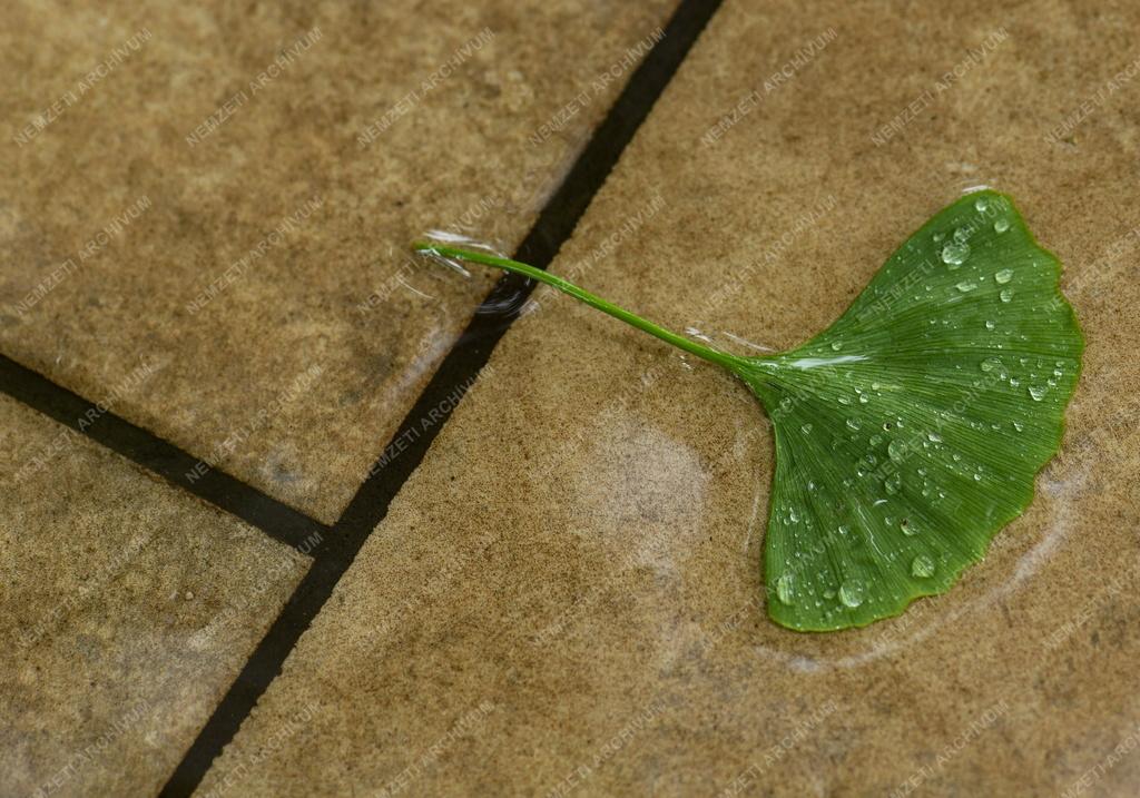 Természet - Időjárás - Esőcseppek a páfrányfenyő levelén