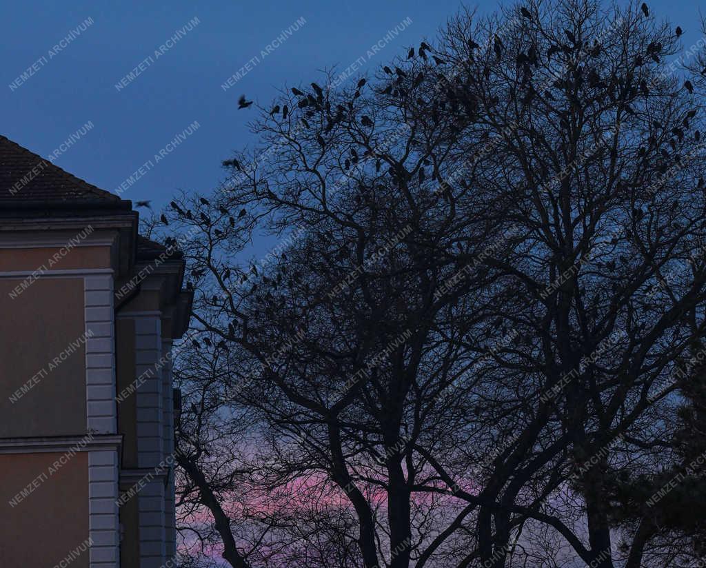 Természet - Debrecen - Városi varjak