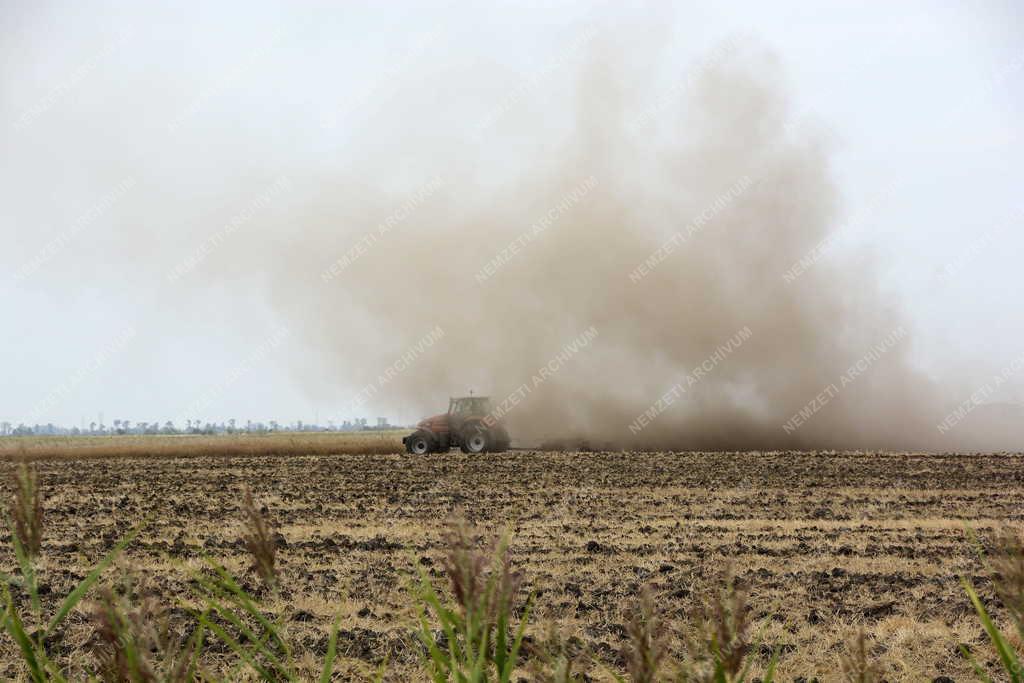 Mezőgazdaság - Poroszló - Tarlószántás aratás után