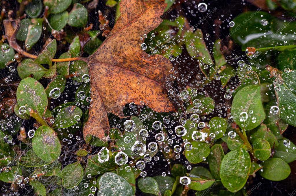 Természet - Őszi hangulat