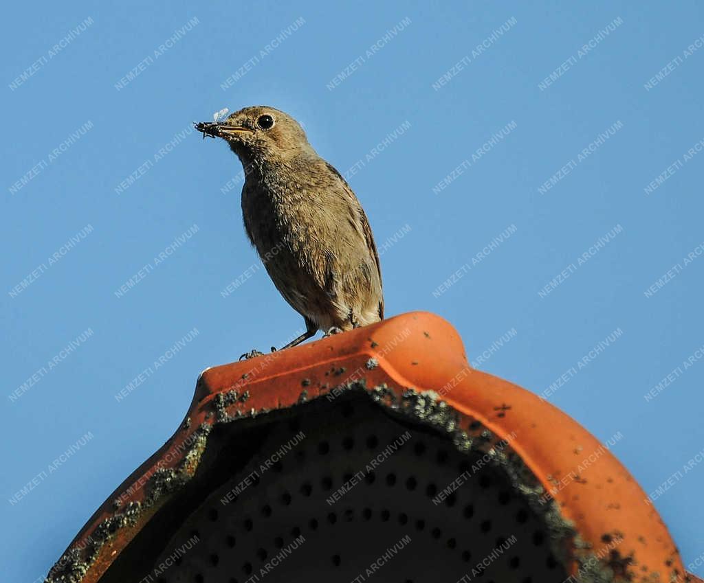 Természet - Nyíregyháza - Házi rozsdafarkú.