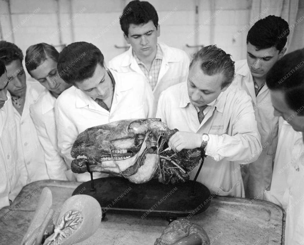 Oktatás - Állatorvostudományi Egyetem