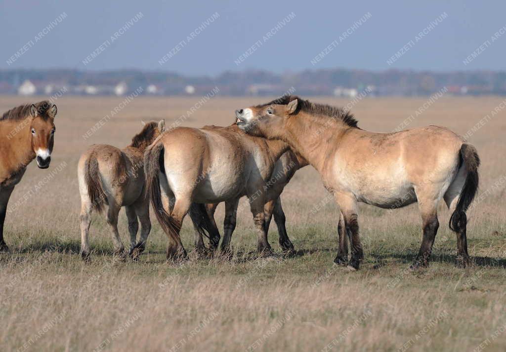 Állattenyésztés - Przewalski-lovak a Hortobágyi Nemzeti Parkban