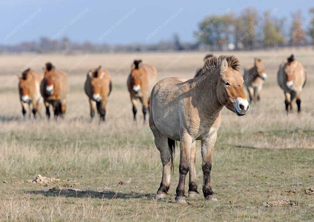 Állattenyésztés - Przewalski-lovak a Hortobágyi Nemzeti Park