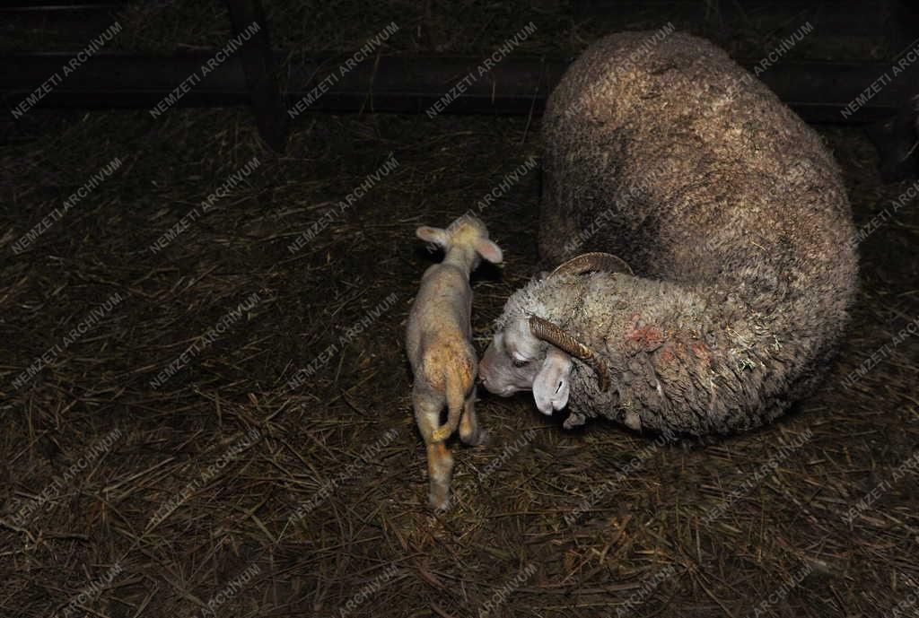 Állattenyésztés - Hortobágy - Születnek a húsvéti bárányok