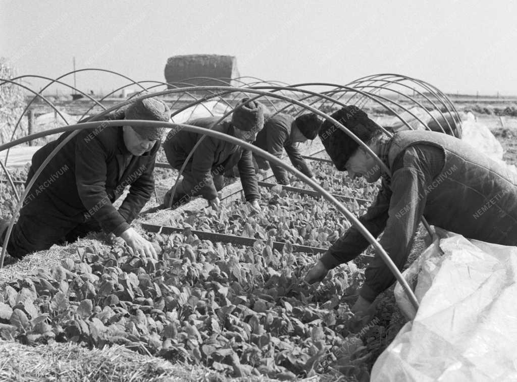 Mezőgazdaság - Felszabadulási munkaverseny a dányi Magvető Termelőszövetkezetben