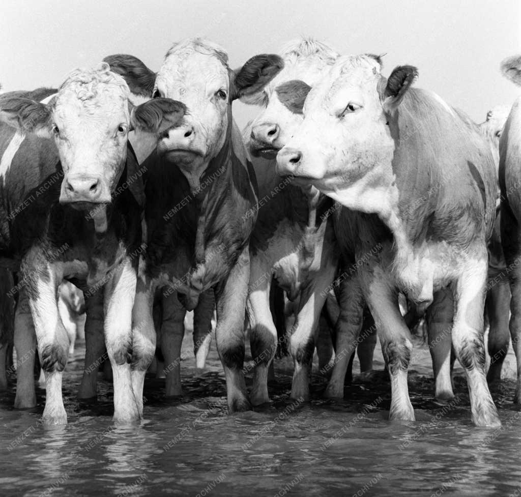 Mezőgazdaság - Keszthelyi Agrártudományi Főiskola tangazdasága