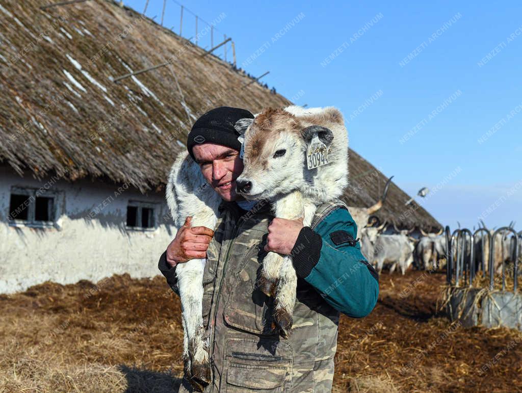 Állattartás - Hortobágy - Születnek a magyar szürkemarha borjak 