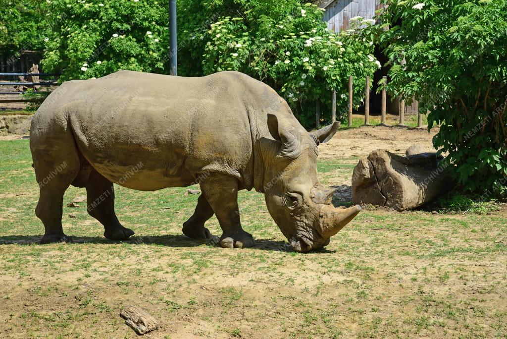 Állatvédelem - Nyíregyházi Állatpark