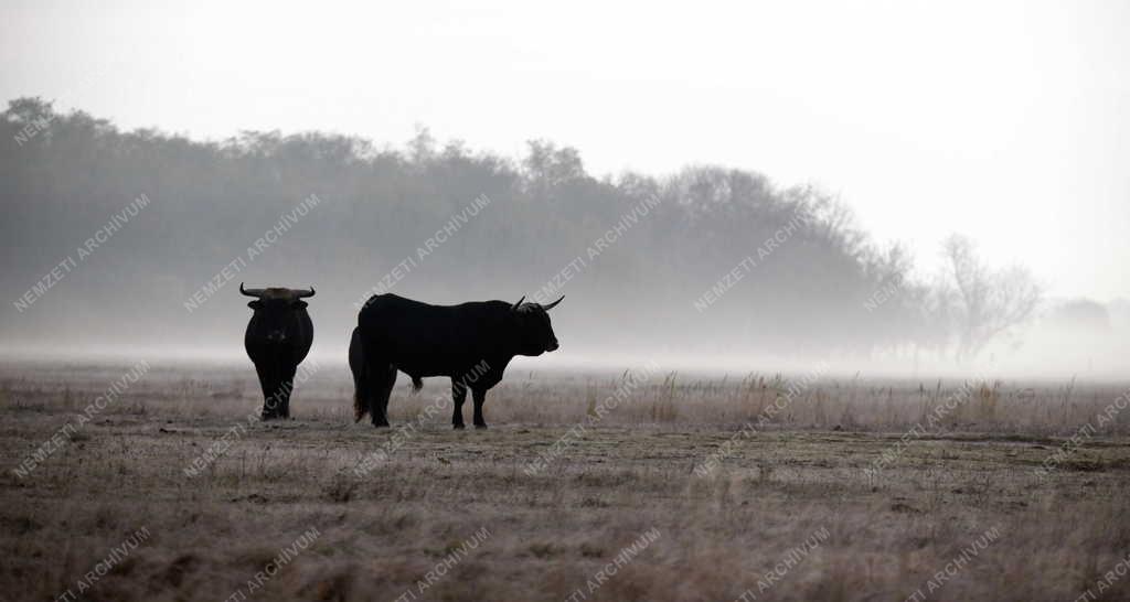 Tájkép - Természet - Ősz a Hortobágyon