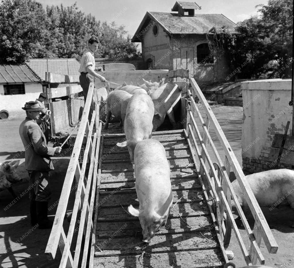 Mezőgazdaság - Sertéstenyésztés Őrhalmon