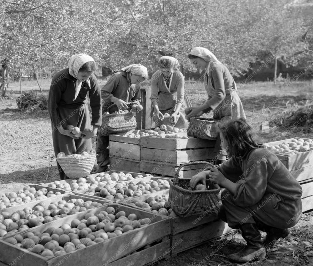 Mezőgazdaság - Almaszüret Fényeslitkén