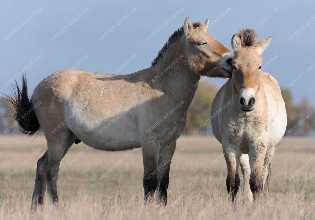 Állattenyésztés - Przewalski-lovak a Hortobágyi Nemzeti Park