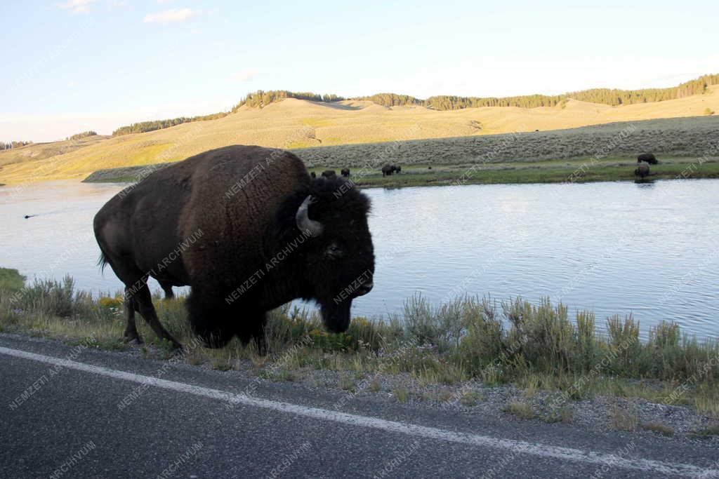 Állat - Bölény az autóút mellett a Yellowstone Nemzeti Parkban