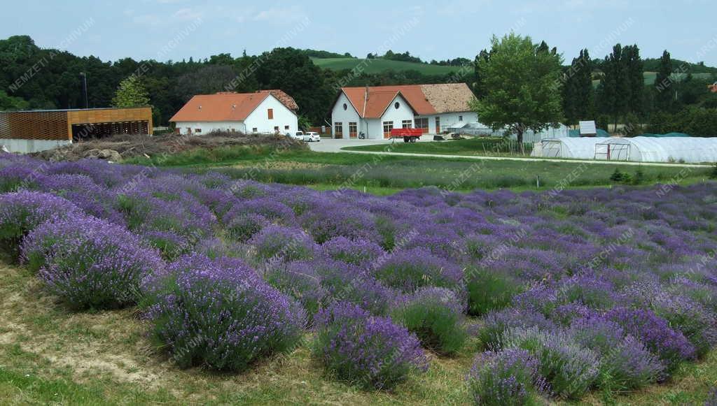 Mezőgazdaság - Pannonhalma - Apátsági gyógynövénykertészet