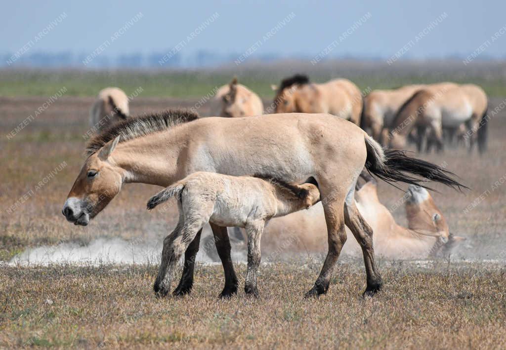 Állatvilág - Hortobágy - Przewalski-lovak