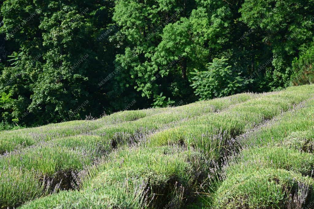 Természetvédelem - Egyház - Pannonhalmi Főapátsági Arborétum és Gyógynövénykert