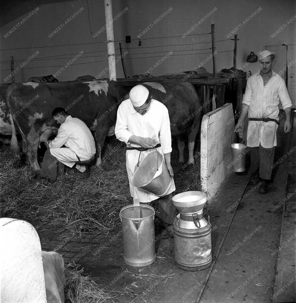 Mezőgazdaság - Tehénfejési verseny - Tápiószele