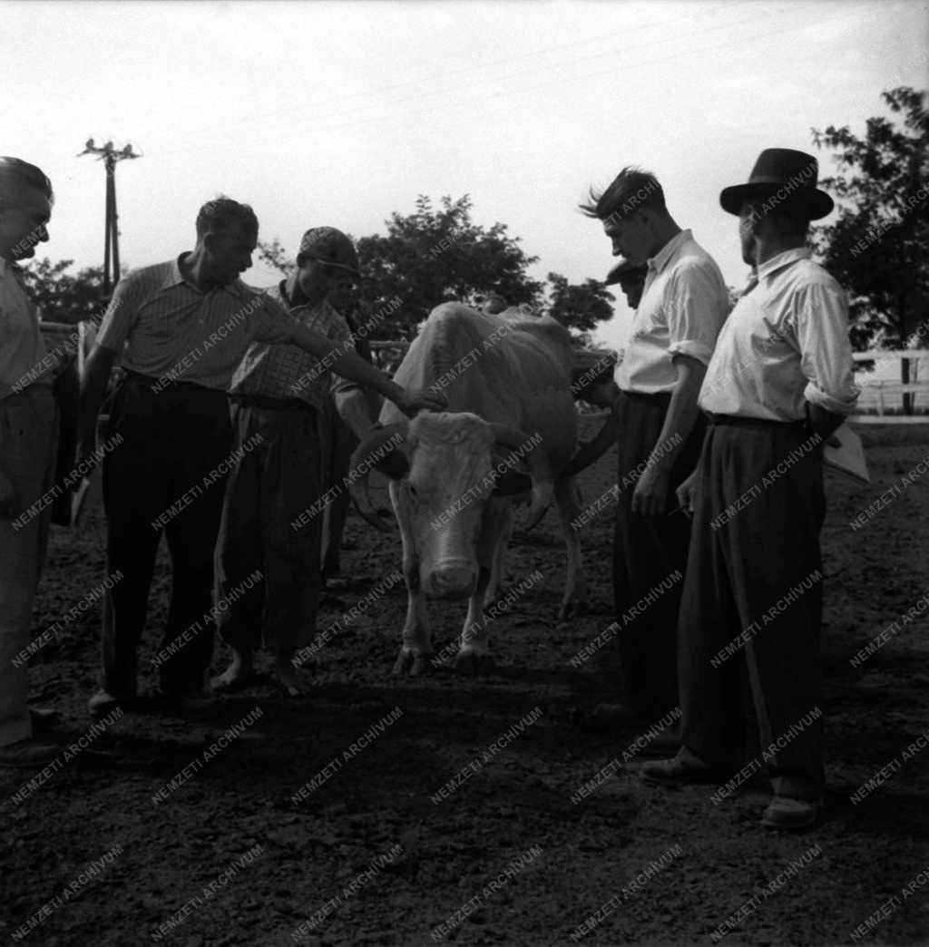 Mezőgazdaság - Küldöttség a Herceghalmi Kisérleti Gazdaságban