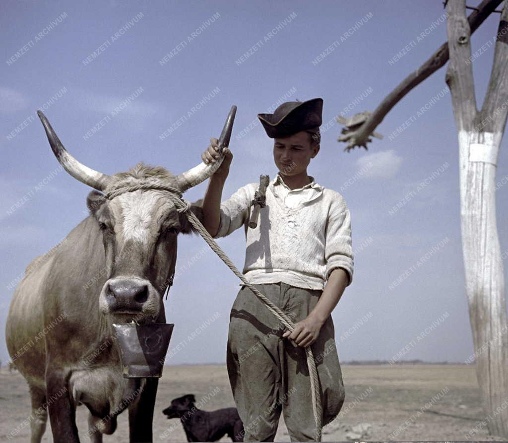 Mezőgazdaság - Foglalkozás - Gulyás