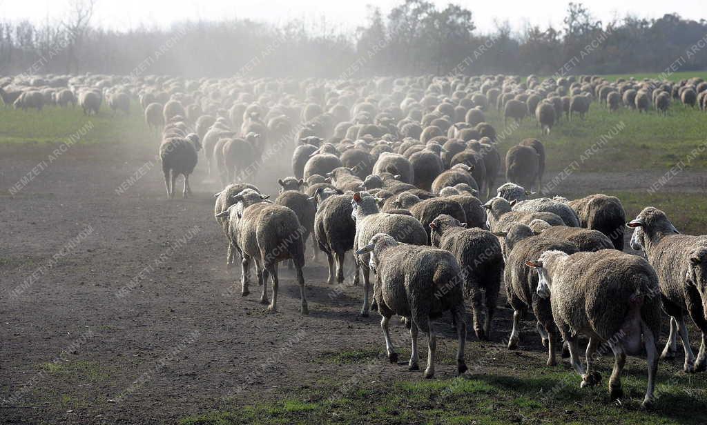 Állattenyésztés - Hortobágy - Őszi legeltetés 