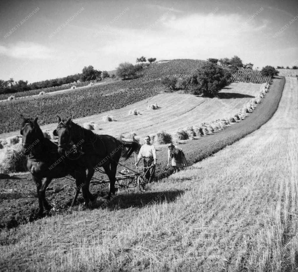 Mezőgazdaság - Szántás 1951-ben