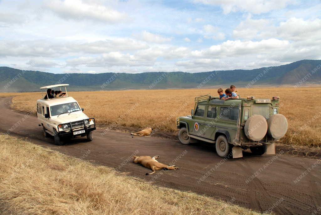 Tanzánia - Ngorongoro-kráter - Pihenő oroszlánok