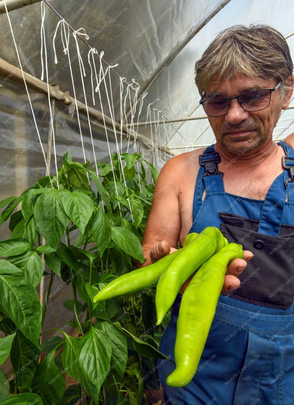 Mezőgazdaság - Primőr paprika Ebesről