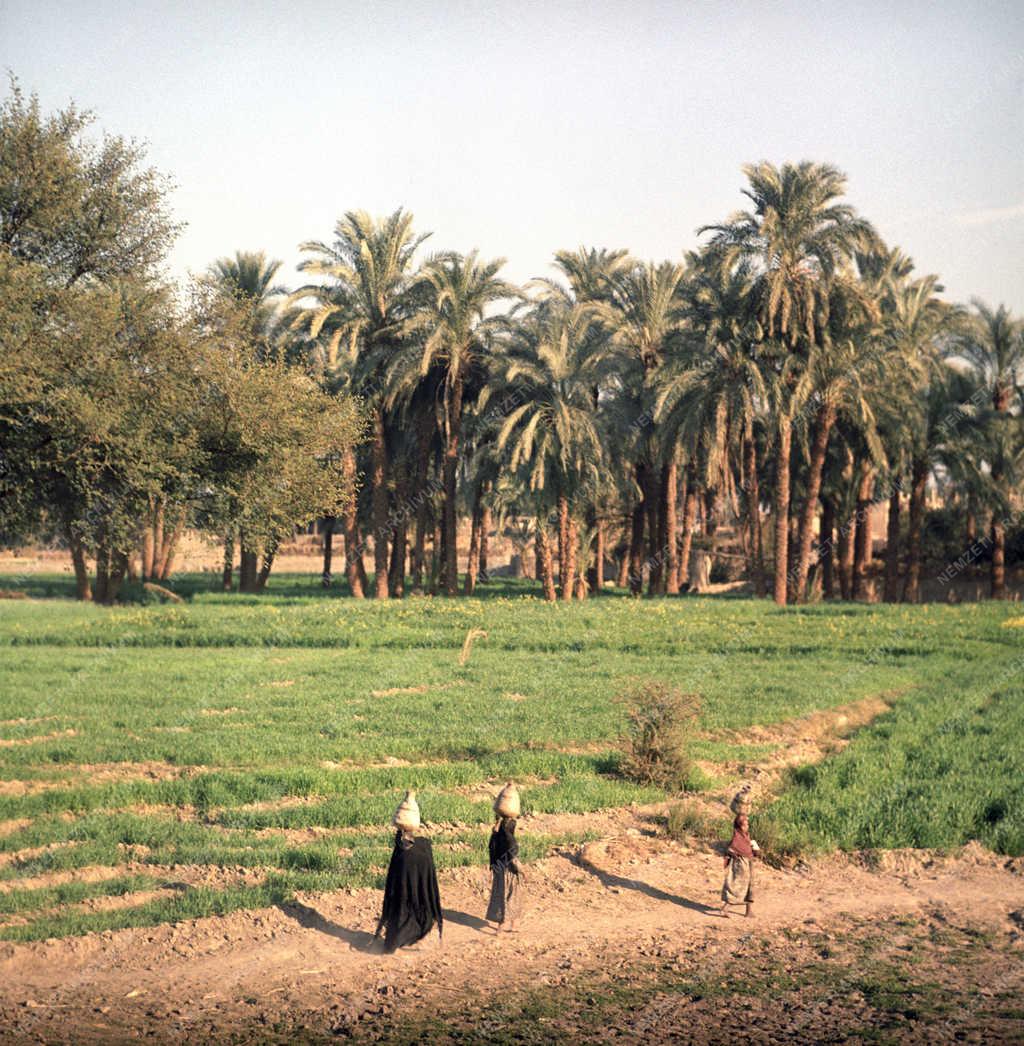 Életkép - EAK - Egyiptom