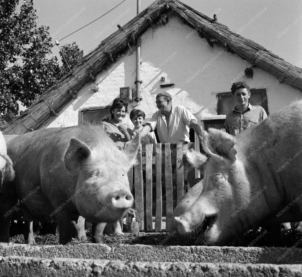 Mezőgazdaság - Állattenyésztés a Kanacsi Állami Gazdaságban