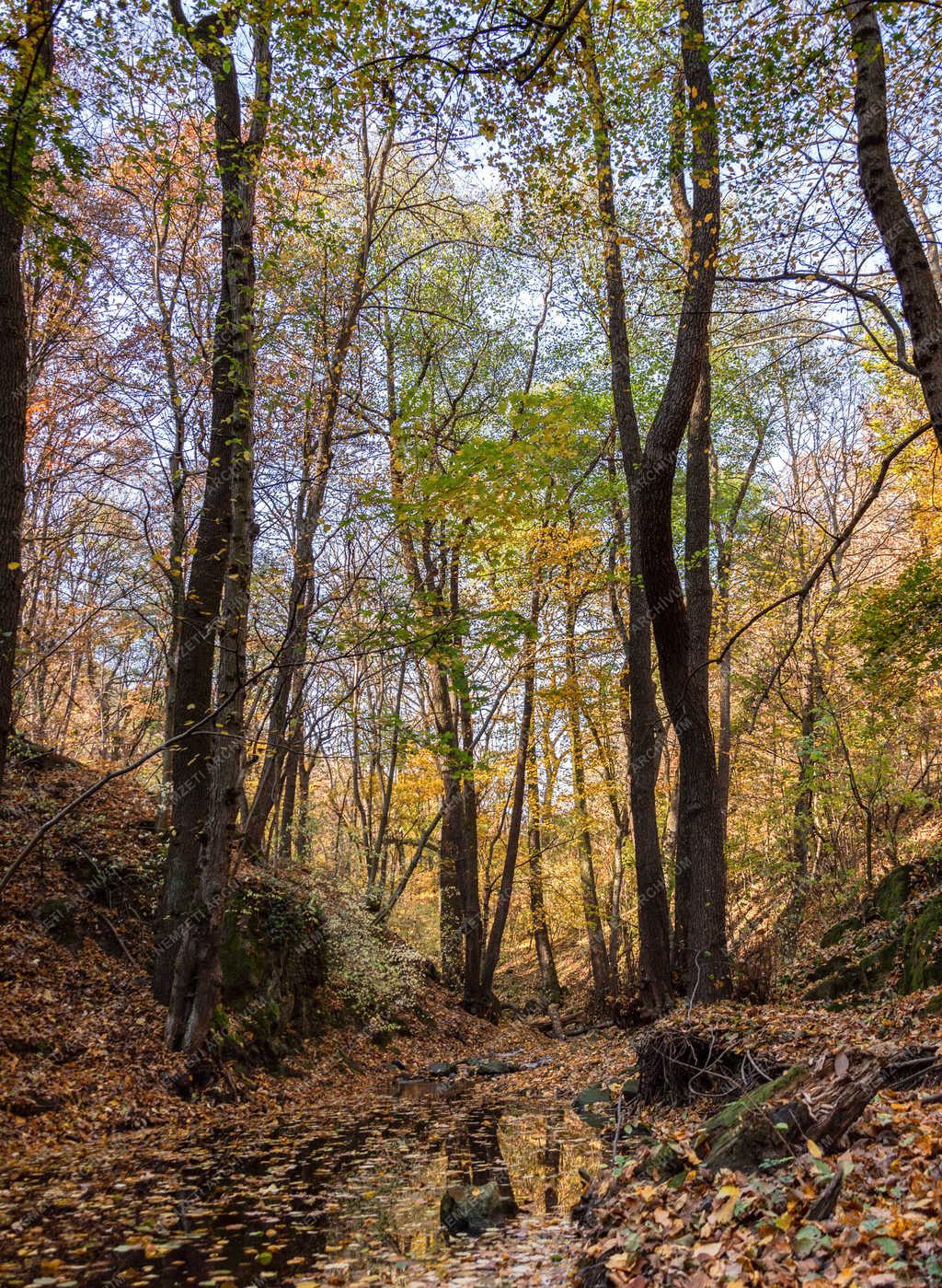 Természet - Szentendre - Sikárosi-völgy