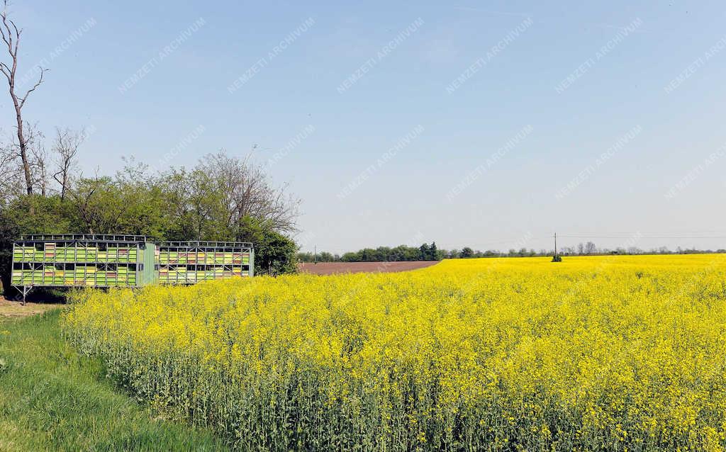 Mezőgazdaság - Hajdúszovát - Virágzik a repce 