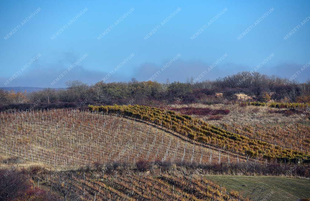 Mezőgazdaság - Szőlőültetvények Tokaj-Hegyalján