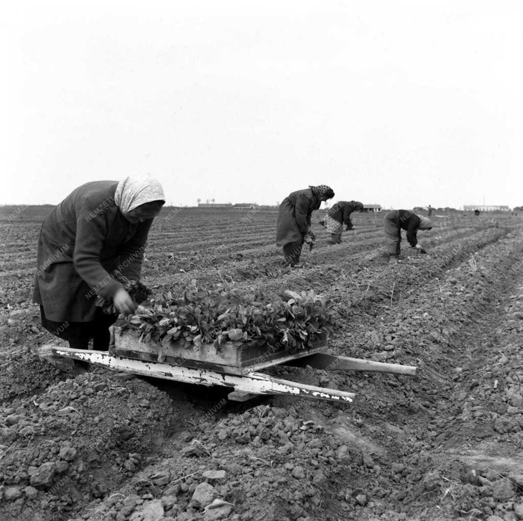 Időszerű mezőgazdasági munkák Szolnok megyében